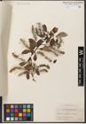Foto von Salix wilsonii Seemen